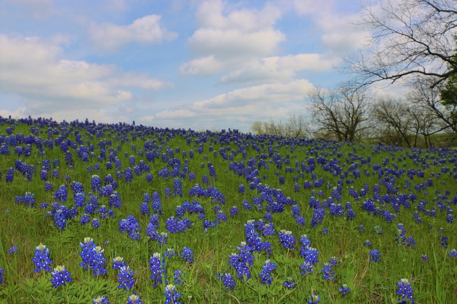 A field of Bluebonnets